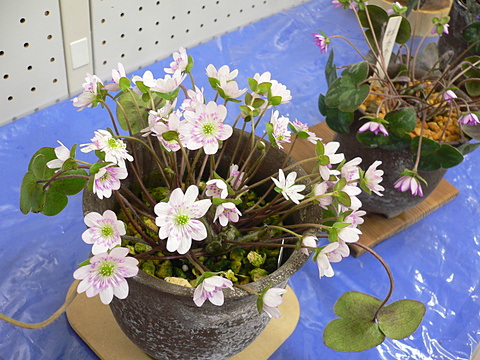 雷電くるみの里　雪割草展